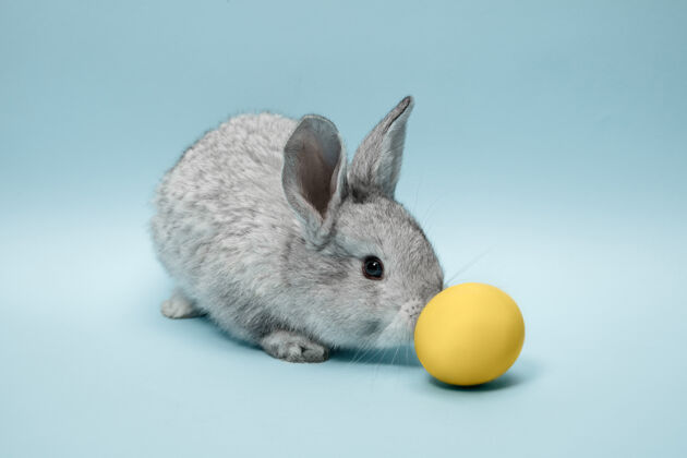 季节在蓝色的墙上画着蓝色彩蛋的复活节兔子毛皮庆祝小