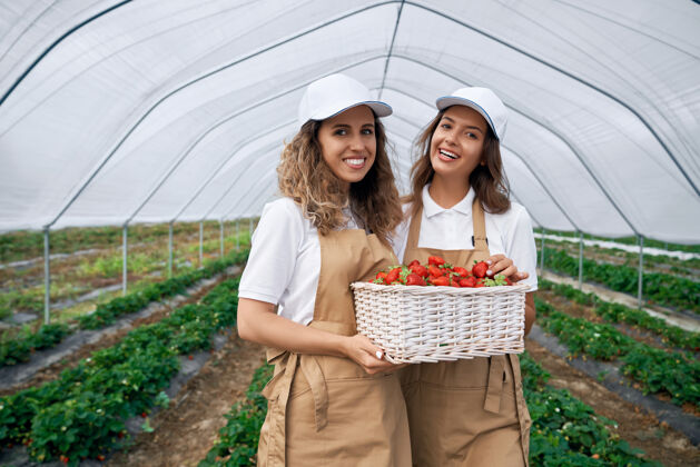 收获温室里有两个黑发女人和一篮草莓采摘黑发田地