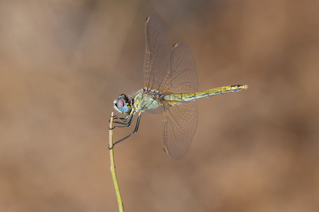 昆虫背景模糊的黄蜻蜓自然特写野生动物