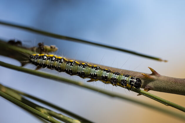 動物毛毛蟲在莖上的宏鏡頭草多毛斑點
