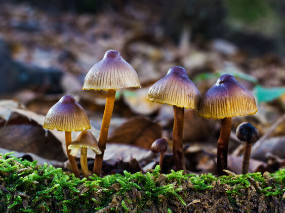 树干栗树林中小蘑菇的特写镜头秋天食物木材