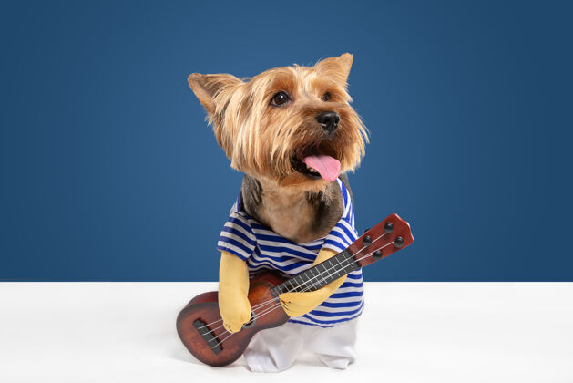 站吉他手 音乐家约克郡猎犬摆姿势可爱好玩的棕黑色小狗或宠物在蓝色工作室背景上玩耍运动的概念 动作 运动 宠物的爱看起来很高兴 有趣食肉动物品种小