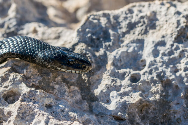 地中海黑西部鞭蛇 绿背蛇 在马耳他捕食者背景黑色