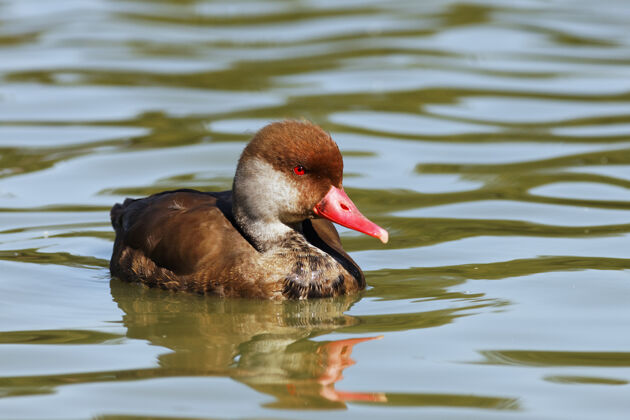 池塘湖上的红眼鸭游泳野生喙