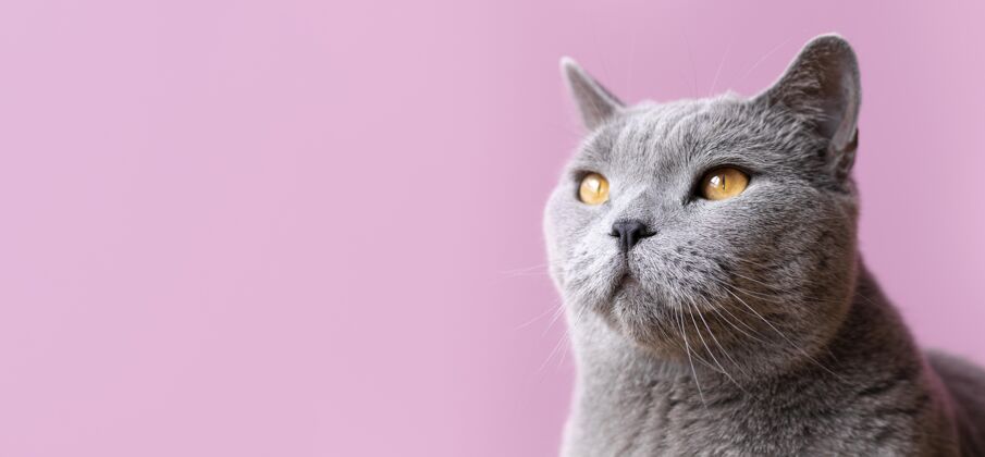 貓灰色的貓咪 身后有一面單色的墻貓姿勢皮毛
