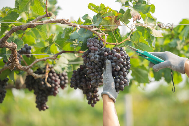 特写手拿着从植物上切下的葡萄手生长葡萄