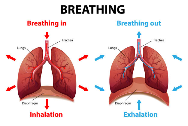 肌肉呼吸过程解释微生物学物理学结构