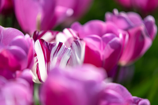 花球茎从4月下旬到5月上旬 荷兰的郁金香花开得五彩缤纷幸运的是 荷兰的乡间点缀着上百朵鲜花 这真是太棒了明亮郁金香荷兰