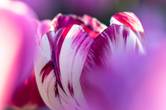 花瓣从4月下旬到5月上旬 荷兰的郁金香花开得五彩缤纷幸运的是 荷兰的乡间点缀着上百朵鲜花 这真是太棒了郁金香季节空中