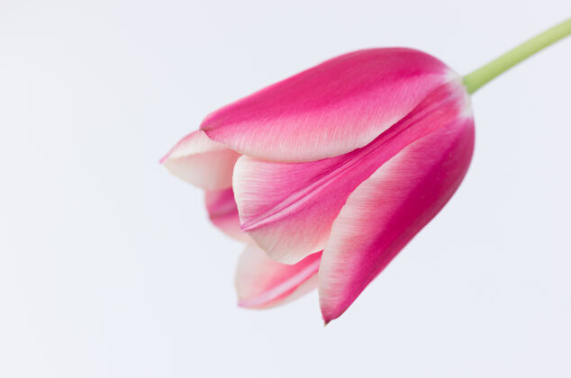 开花白色背景上隔离的粉红色郁金香花特写镜头花瓣郁金香开花