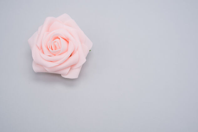 花一个单独的粉红色玫瑰的特写镜头在蓝色背景上与复制空间隔离花粉色花朵