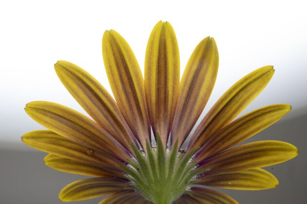 花瓣一个黄色骨精细胞的特写镜头隔离在一个白色的细节单新鲜