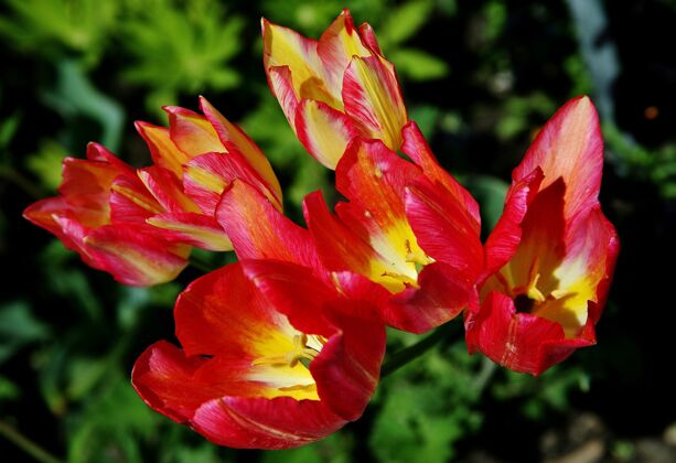 开花斯普伦格的郁金香花在美瑙岛绽放的选择性聚焦拍摄明亮花郁金香