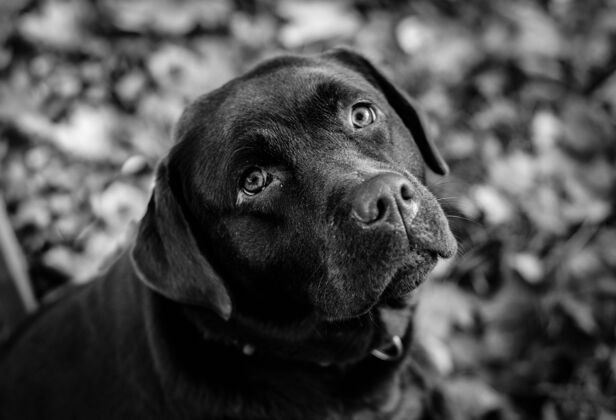 国内黑色拉布拉多猎犬的灰度照片年轻毛皮自然