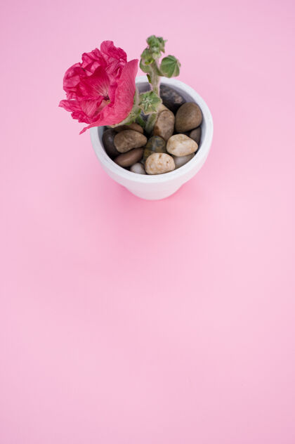 开花一个粉红色的康乃馨花在一个小花盆垂直拍摄 放在一个粉红色的表面明亮花颜色
