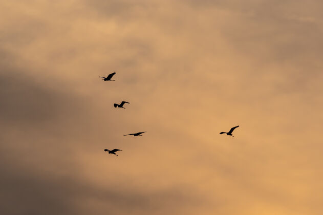 动物日落时分 一群鸟儿飞向美丽的天空地平线日落羊群