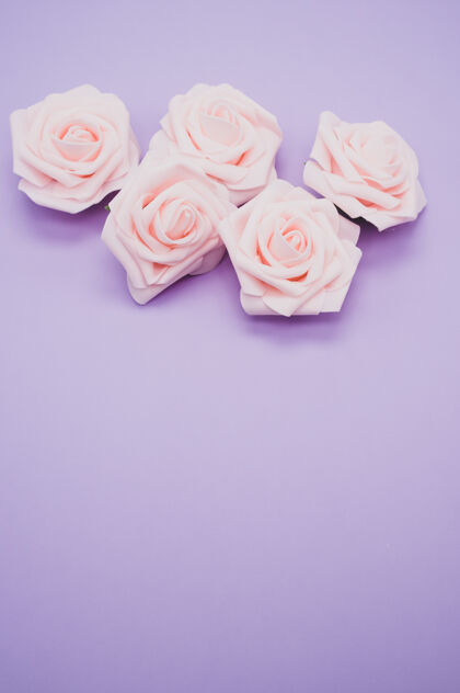 玫瑰粉红色玫瑰的垂直特写镜头 在紫色背景上与复制空间隔离紫色浪漫复制空间
