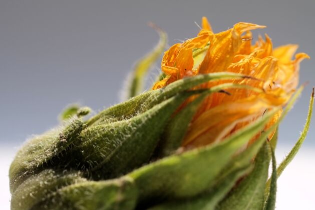 花特写选择性聚焦拍摄的橙色花与绿色的灰色背景自然花花园