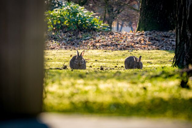 有趣田野里兔子的美丽照片 前景是树干兔子毛皮兔子