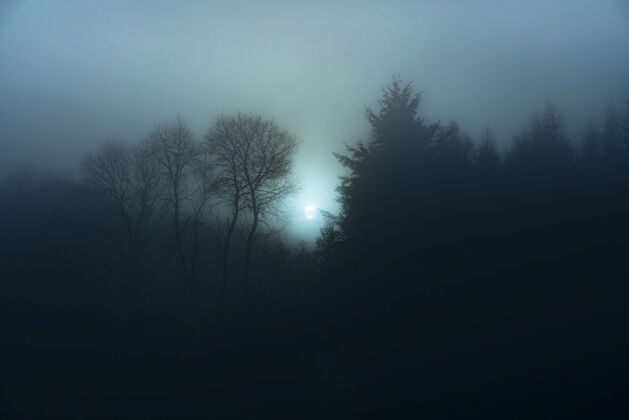 雾夜晚的雾林景色神秘场景森林
