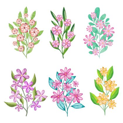自然手绘水彩花卉收藏花卉收集分类水彩画