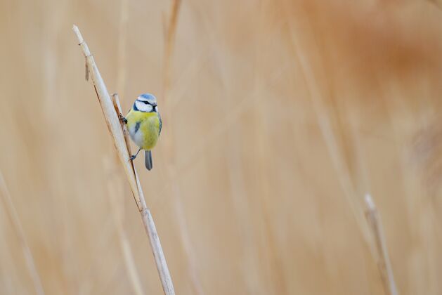 干站在干草上的五颜六色的小鸟多彩美丽动物