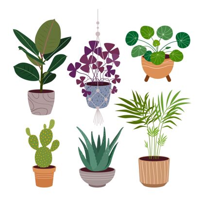 室内植物收集有机平面室内植物系列平面绿化蔬菜