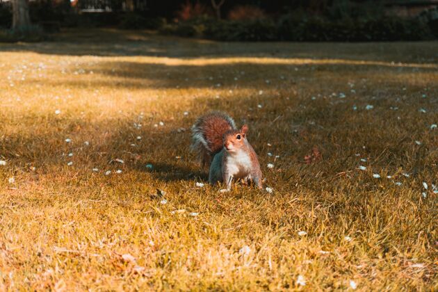 田野田野里棕色松鼠的美丽照片草地森林生物