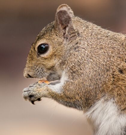 午餐一只松鼠吃东西的特写镜头地毯哺乳动物松鼠