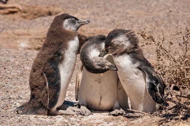 白非洲企鹅群的美丽镜头-全球取暖概念自然鸟类北极