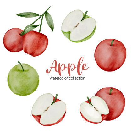 撕裂绿色和红色的水彩画收集苹果 充分的水果和削减一半自然叶子水彩画