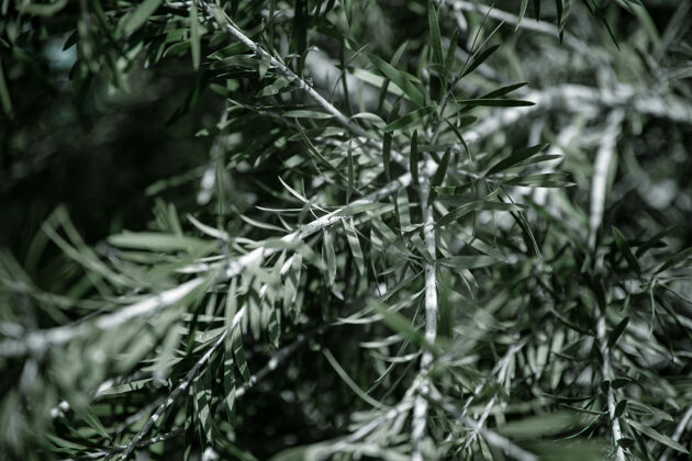 叶子天然橄榄树叶树枝季节橄榄