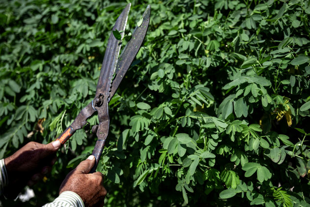 剪枝机老园丁用大金属剪剪灌木树枝花园植物