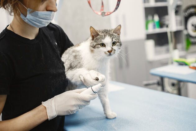 检查白色毛茸茸的猫兽医和猫动物在沙发上手动物爪
