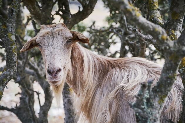 旅游希腊阿莫戈斯岛埃加利乡村的山羊特写镜头太阳悬崖草地