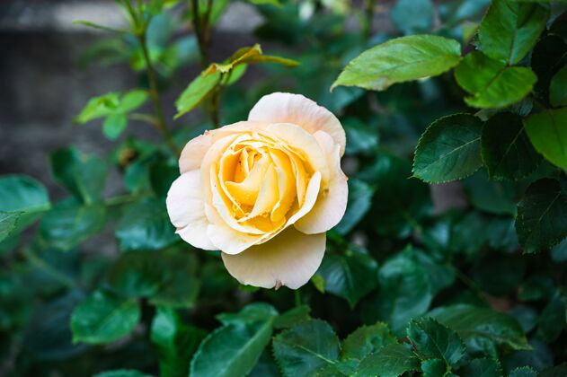 叶一个美丽的黄色玫瑰在一个模糊的背景花园特写镜头花玫瑰开花