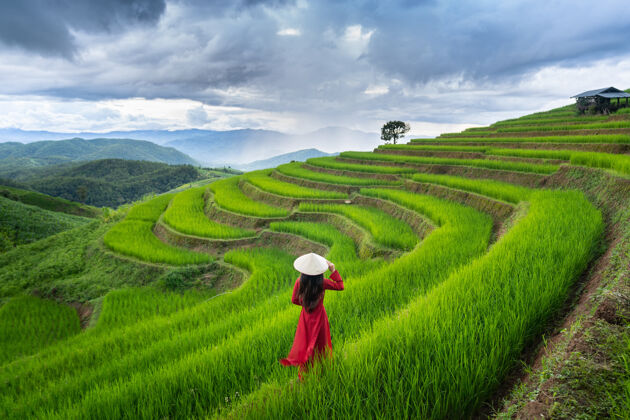 收获在泰国清迈的班巴邦片的稻田里 穿着越南传统文化的亚洲女人农业越南人穿着