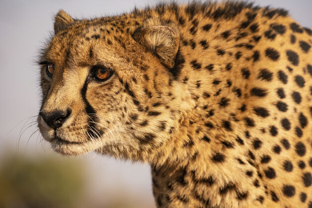 大南非豹子特写镜头猫公园动物