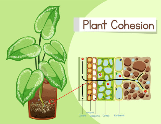 自然植物凝聚力示意图科学卡通生物学