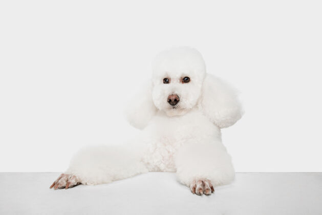 动物站着可爱的绒毛狗白色贵宾犬或宠物跳跃在白色工作室绒毛姿势在一起