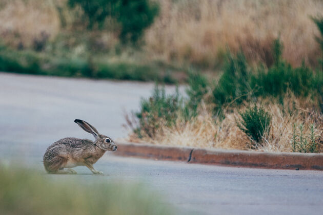 花朵棕色和黑色兔子选择性聚焦在绿色草地附近的灰色道路上兔子兔子啮齿动物