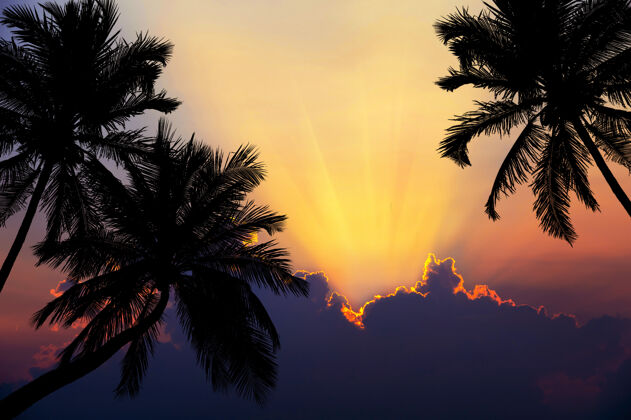 水日落时的热带海滩 棕榈树的轮廓加勒比泻湖黄昏