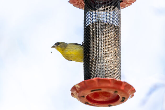 鸟黄色和黑色的鸟在黑色的金属笼子里鸟类学动物雀