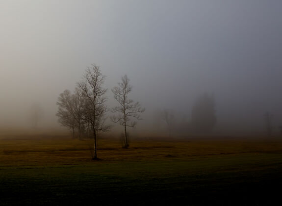 自然光秃秃的树被雾覆盖了树风景雾