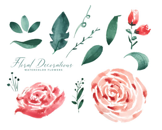 新娘玫瑰水彩花卉装饰元素集锦季节自然开花