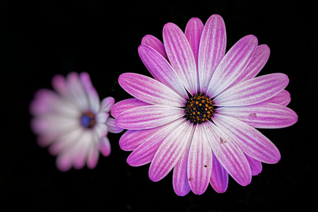 颜色一个美丽的粉红色非洲雏菊特写镜头花园植物学明亮