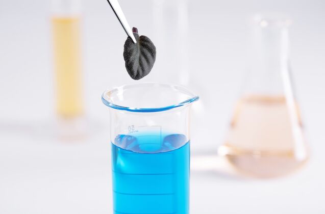 生物学家特写镜头镊子举行了一个小的黑色叶子蓝色液体在玻璃罐在实验室化学科学家科学