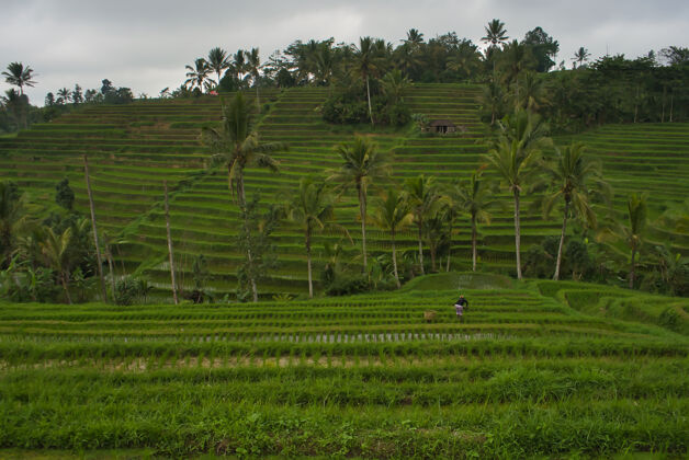 巴厘岛印尼巴厘岛水田美景天空草地乡村