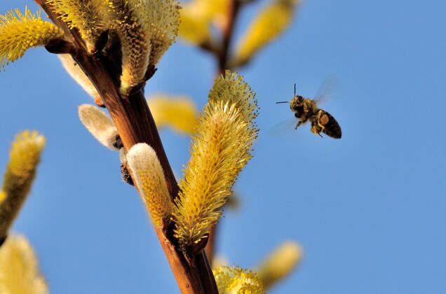 焦点蜜蜂接近柳絮花粉的选择性聚焦镜头花花粉色彩