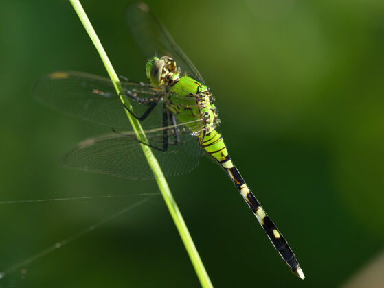 眼睛一只蜻蜓坐在花上的选择性聚焦镜头苍蝇无脊椎动物生态